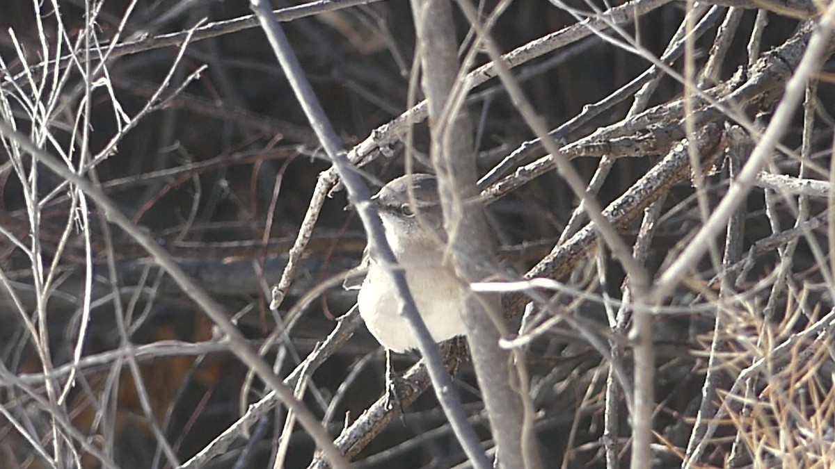 Northern Mockingbird - ML646933724