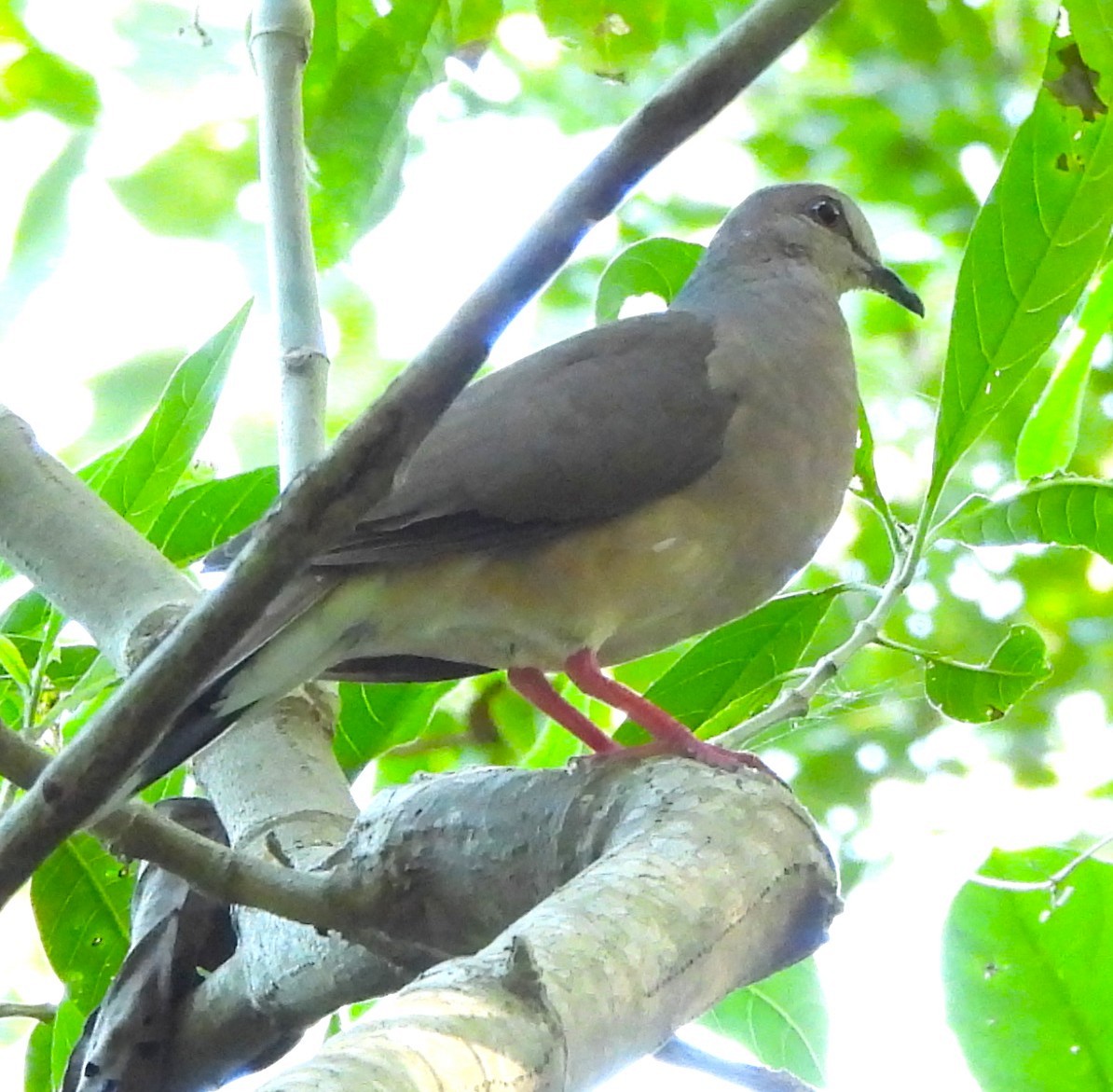 White-tipped Dove - ML646933728