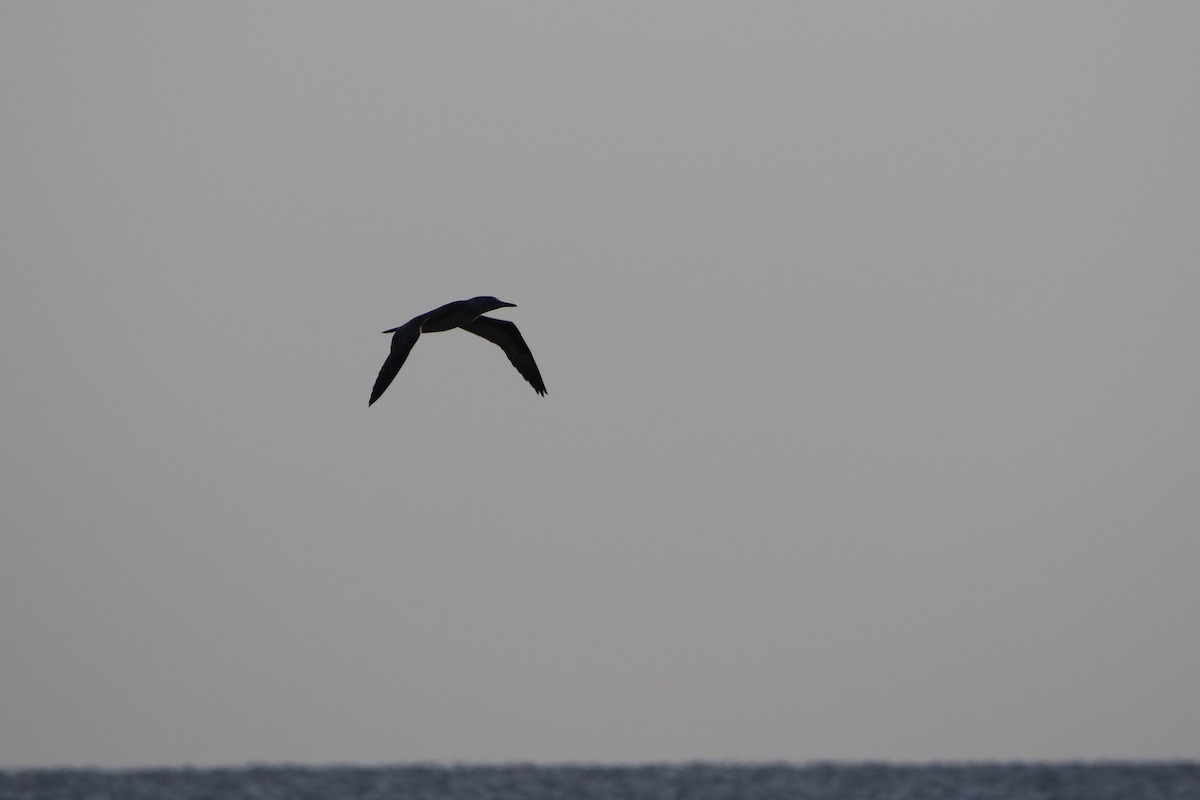 סולה מצויה - ML646933747