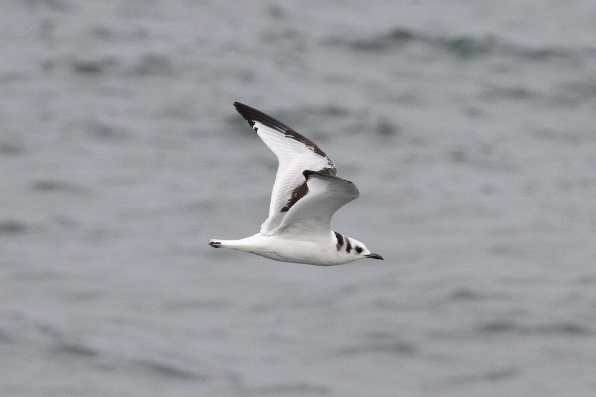 krykkje - ML646933754