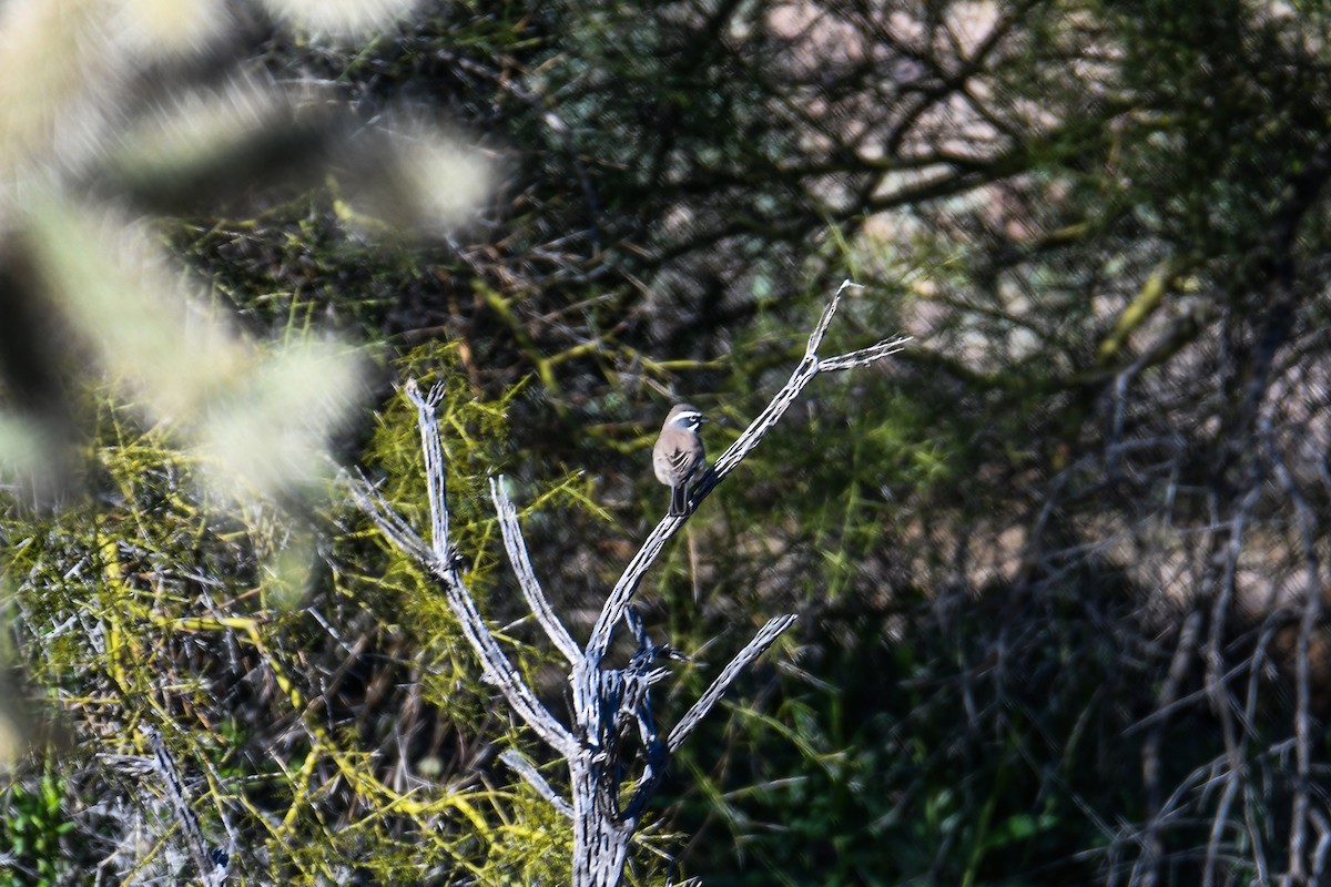 Black-throated Sparrow - ML646933758