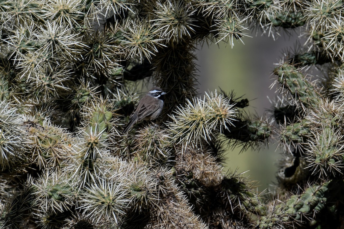 Black-throated Sparrow - ML646933760