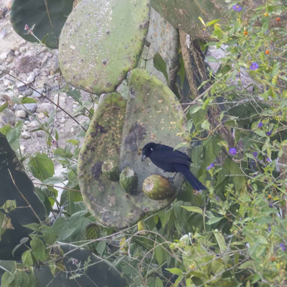 White-lined Tanager - ML646933764