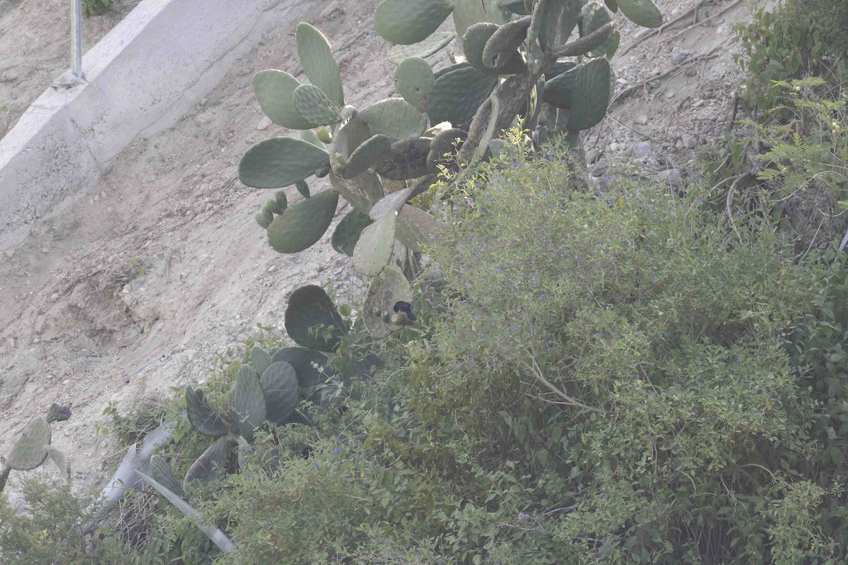 White-lined Tanager - ML646933765