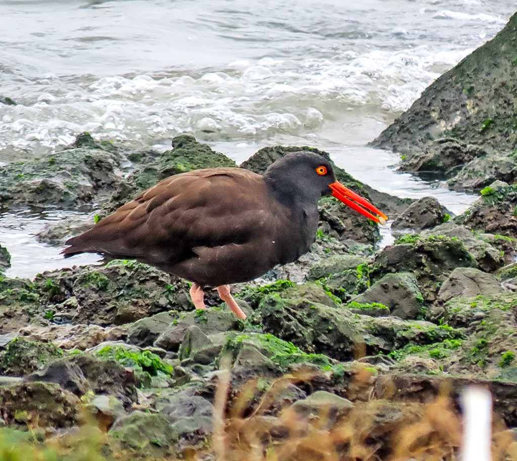 Black Oystercatcher - ML646933767