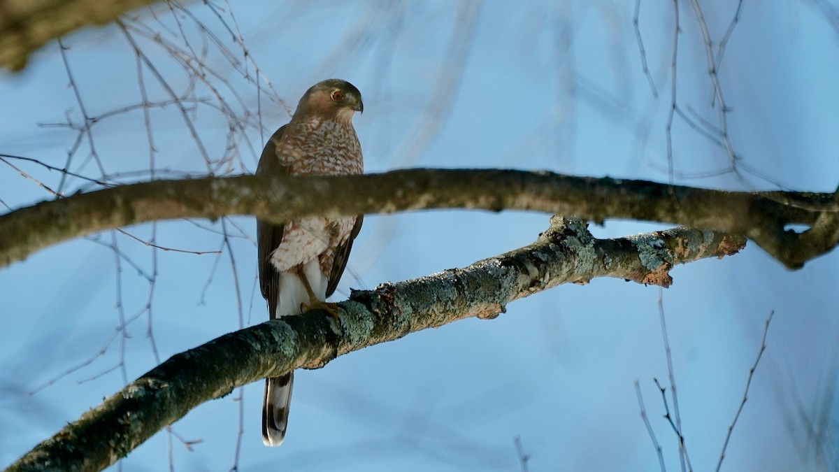 クーパーハイタカ - ML646933772