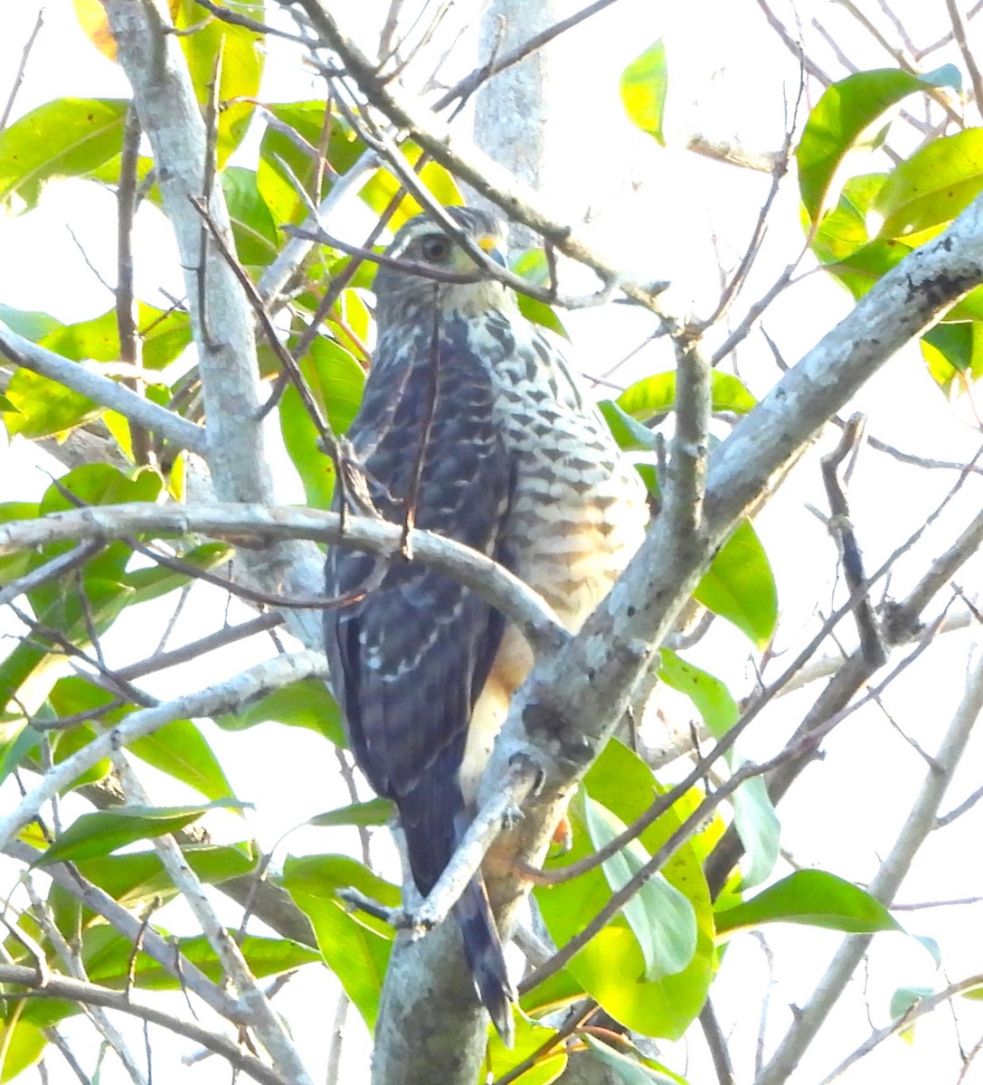 nordgråvåk - ML646933775