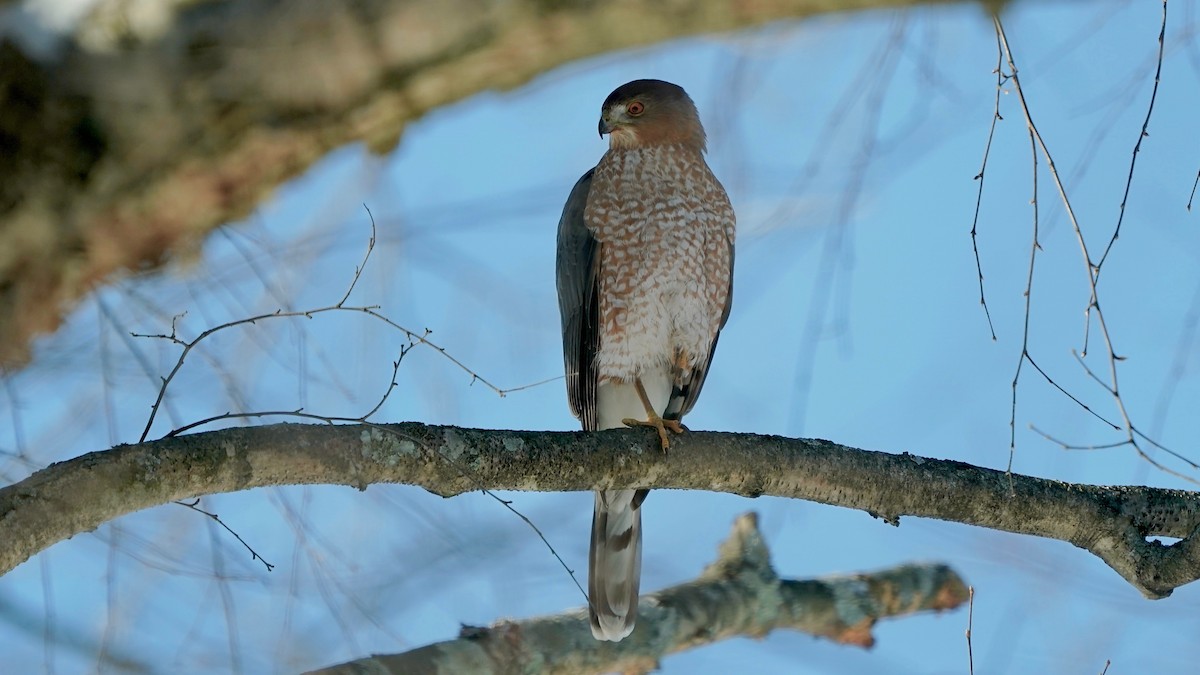 クーパーハイタカ - ML646933776