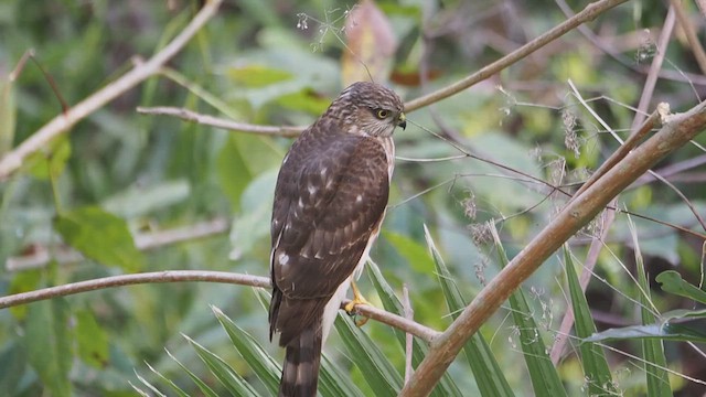 Яструб неоарктичний - ML646933782