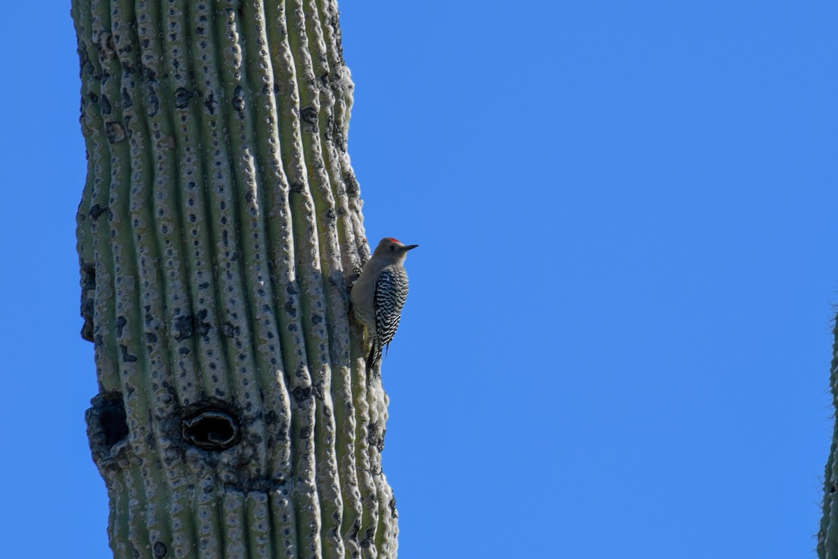 Carpintero de Gila - ML646933785