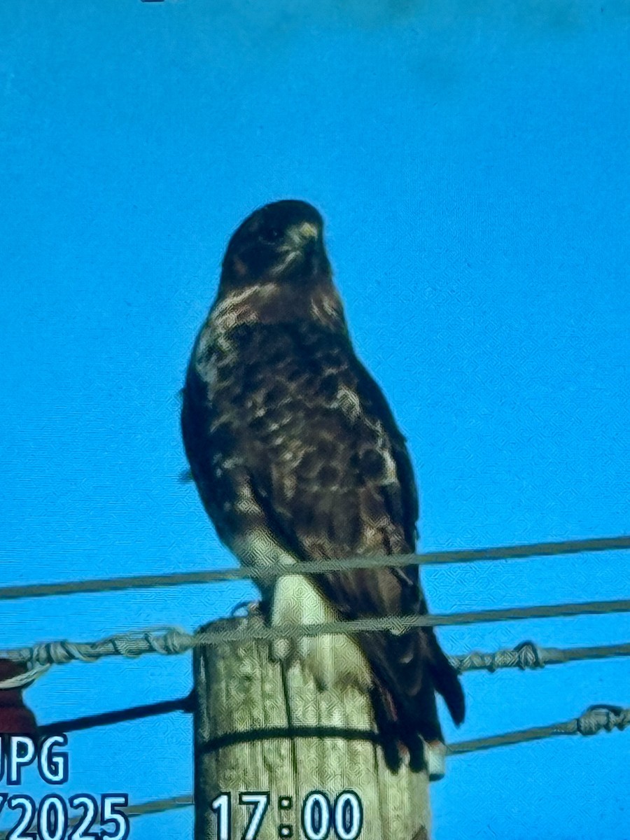 Buse à queue rousse - ML646933786