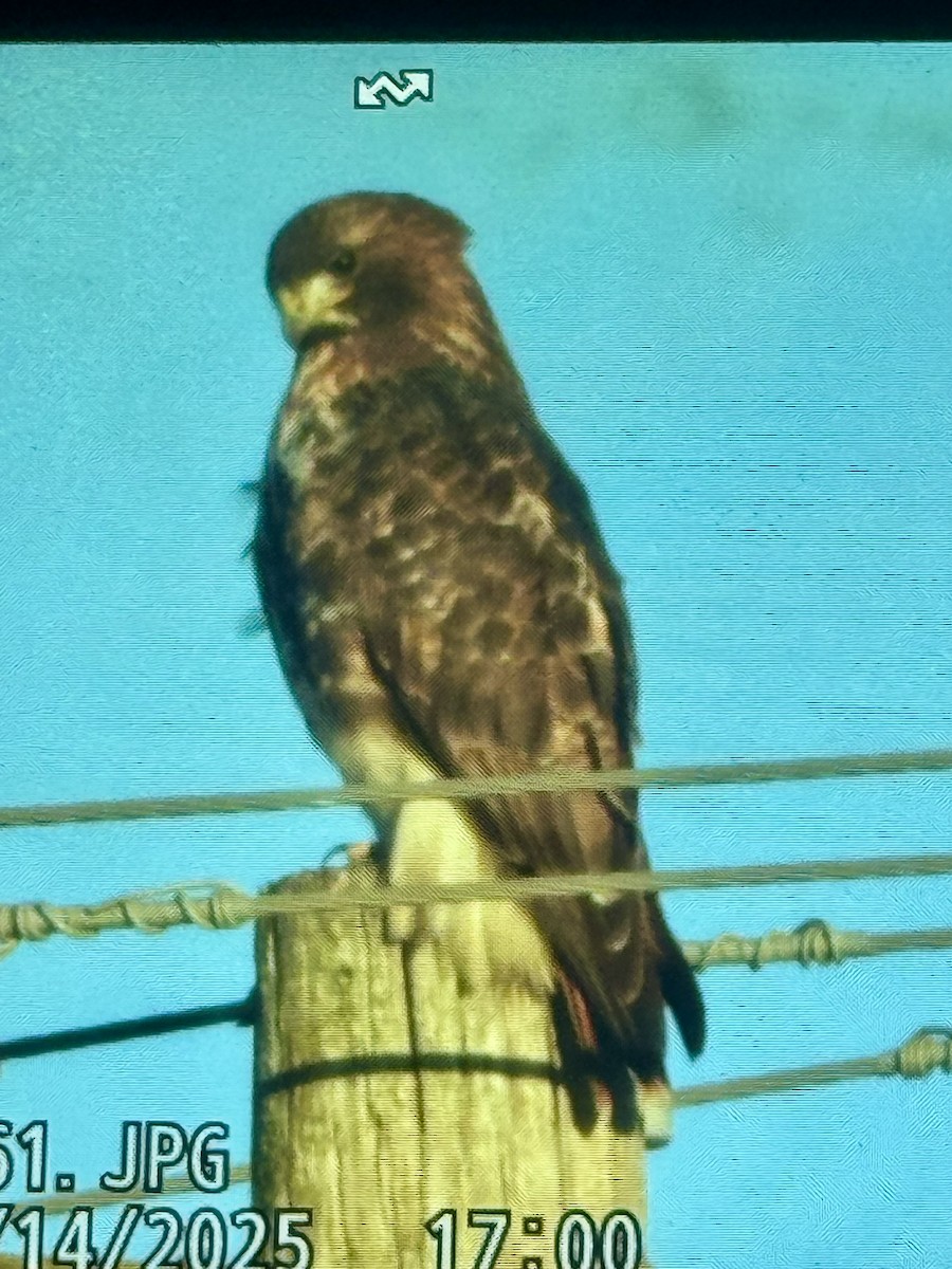 Buse à queue rousse - ML646933787