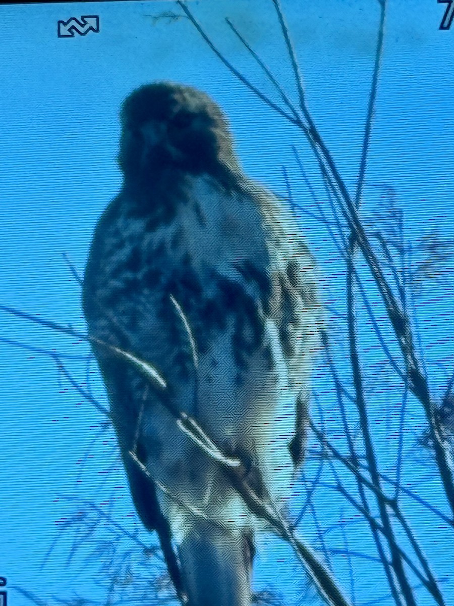 Buse à queue rousse (abieticola) - ML646933789