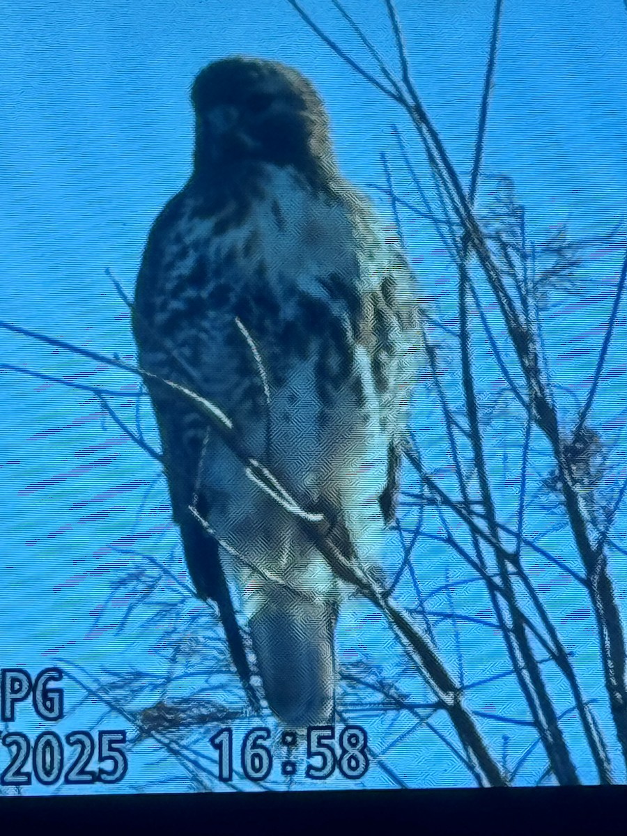 Buse à queue rousse (abieticola) - ML646933790