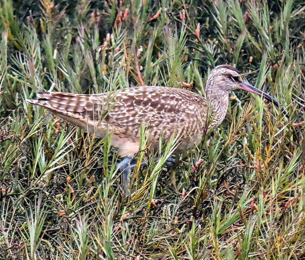 Hudsonbrachvogel - ML646933791