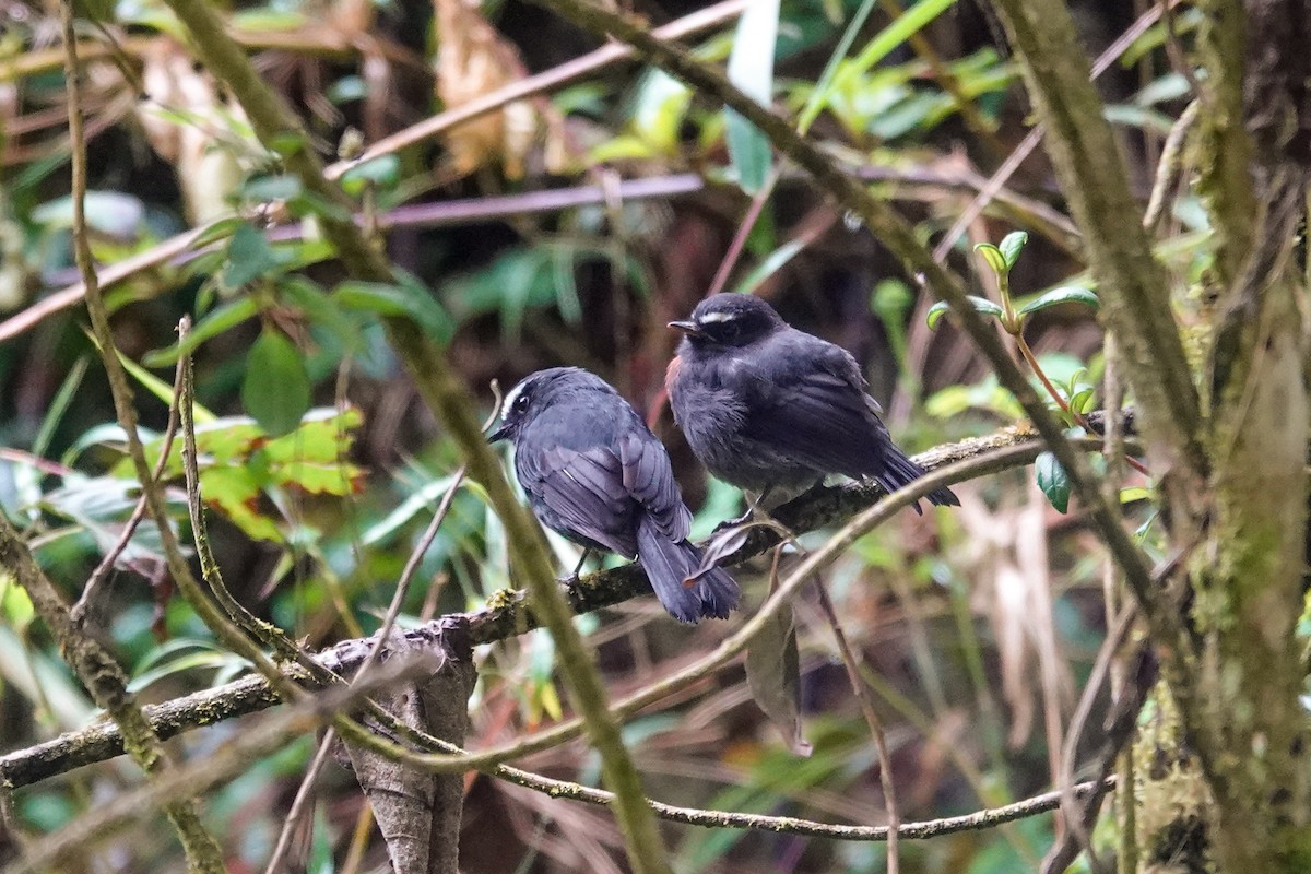 Пітайо каштановолий - ML646933794