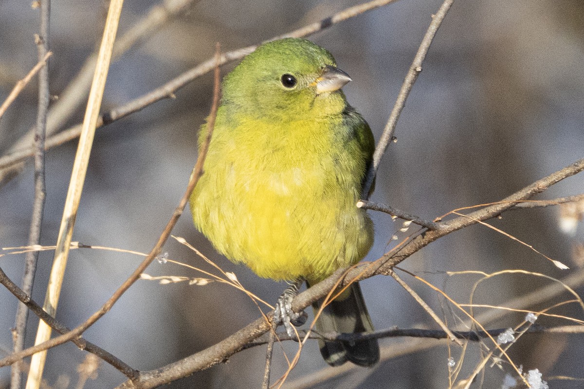 Painted Bunting - ML646933798