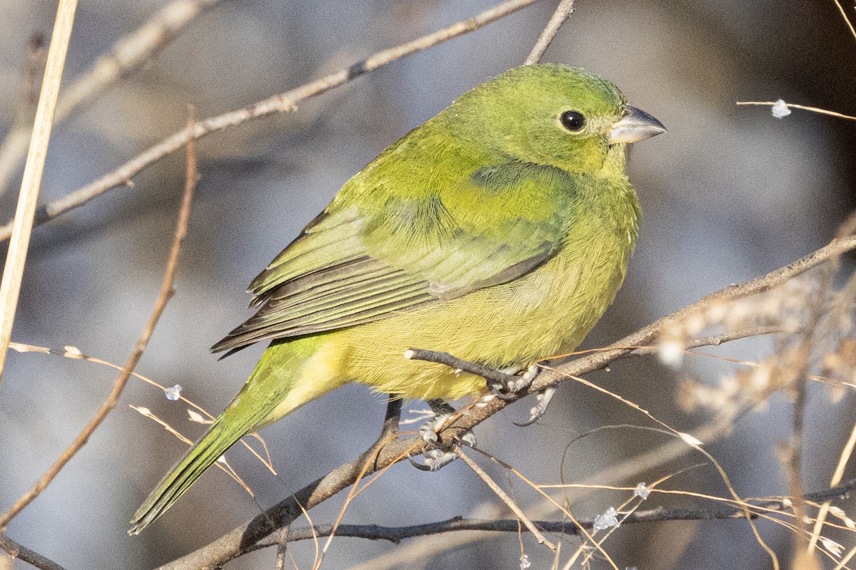 Painted Bunting - ML646933800