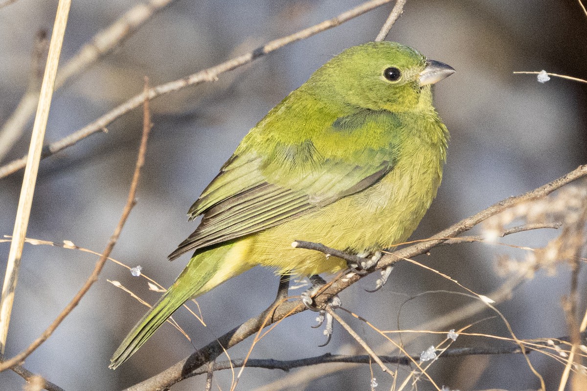 Painted Bunting - ML646933802
