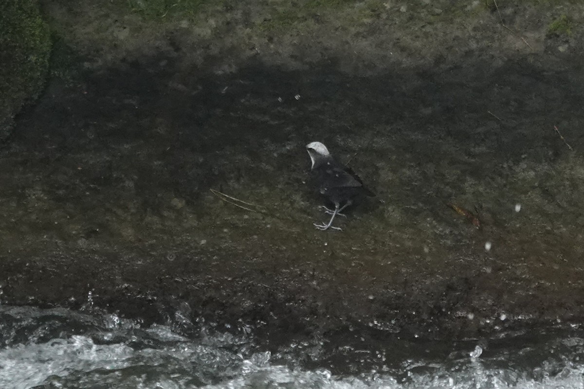 Пронурок білоголовий (підвид leucocephalus) - ML646933803