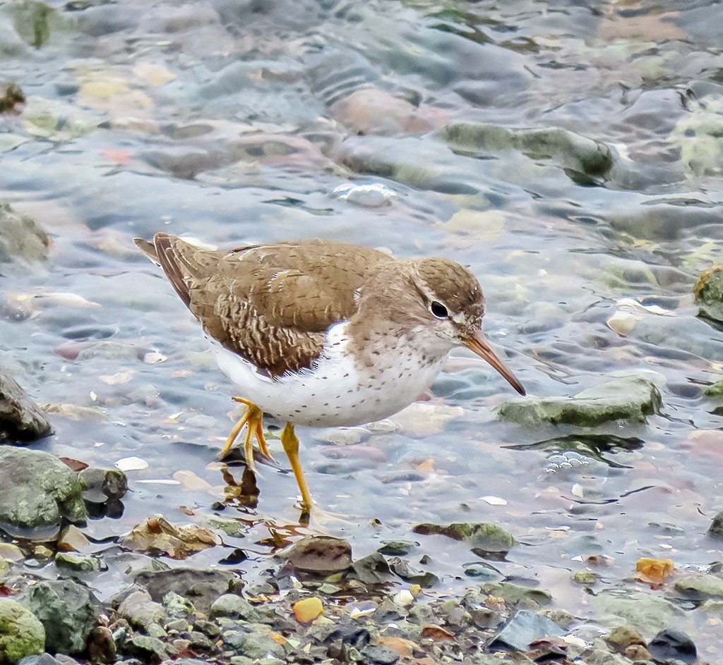 Drosseluferläufer - ML646933804