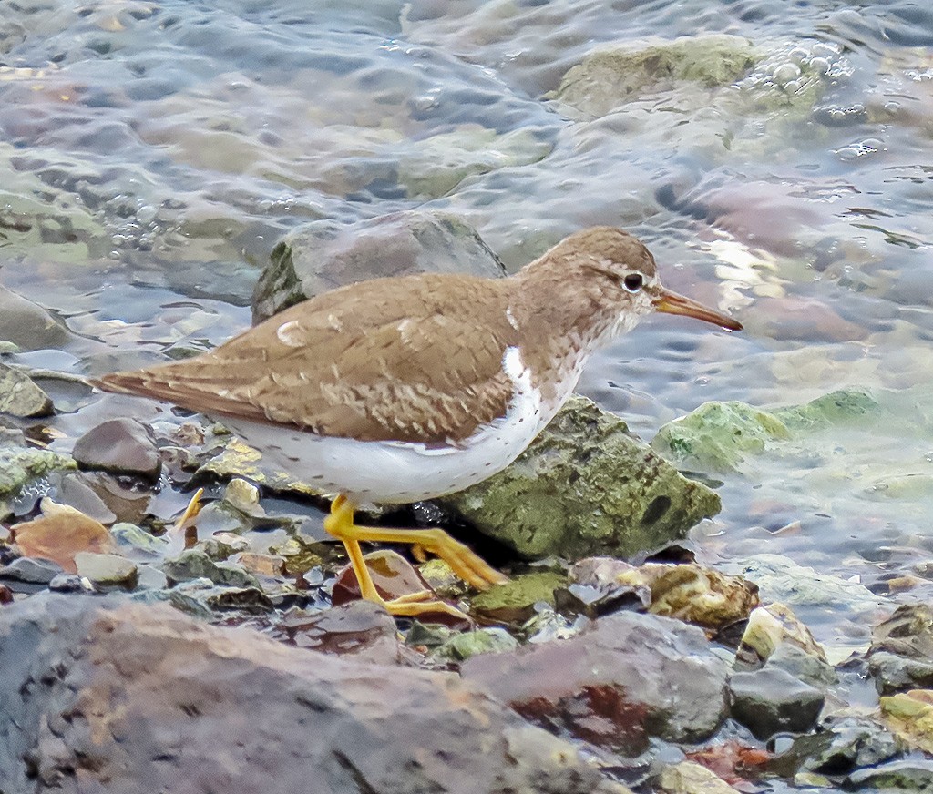 Drosseluferläufer - ML646933805