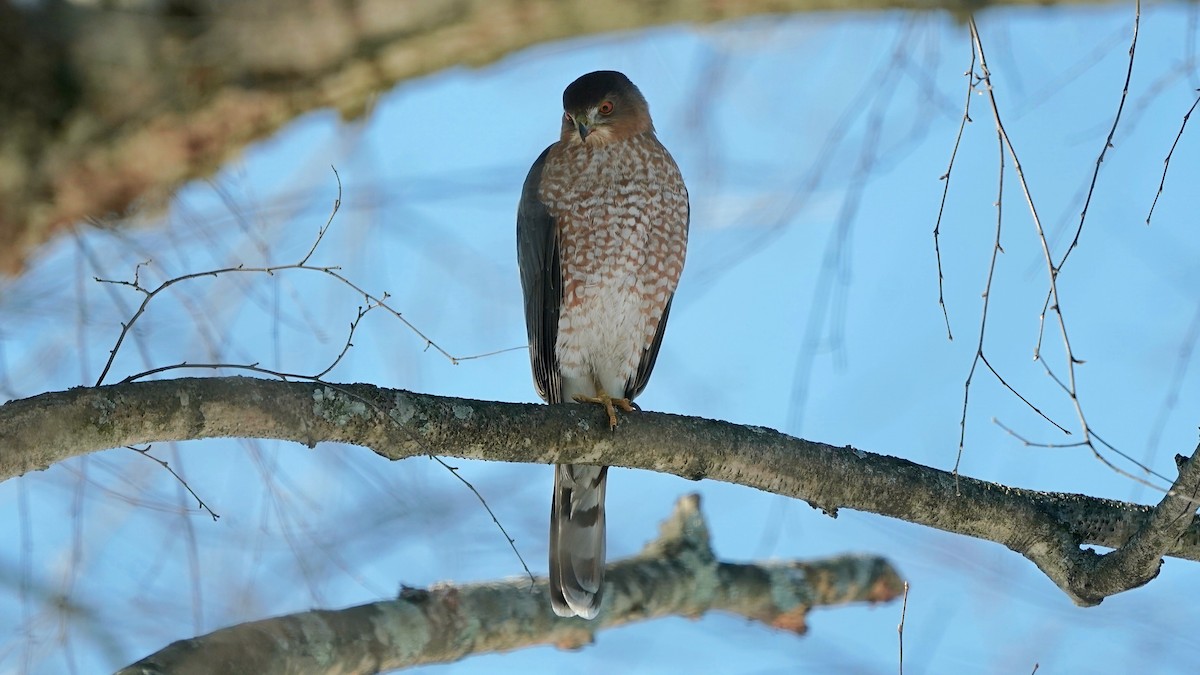 クーパーハイタカ - ML646933806