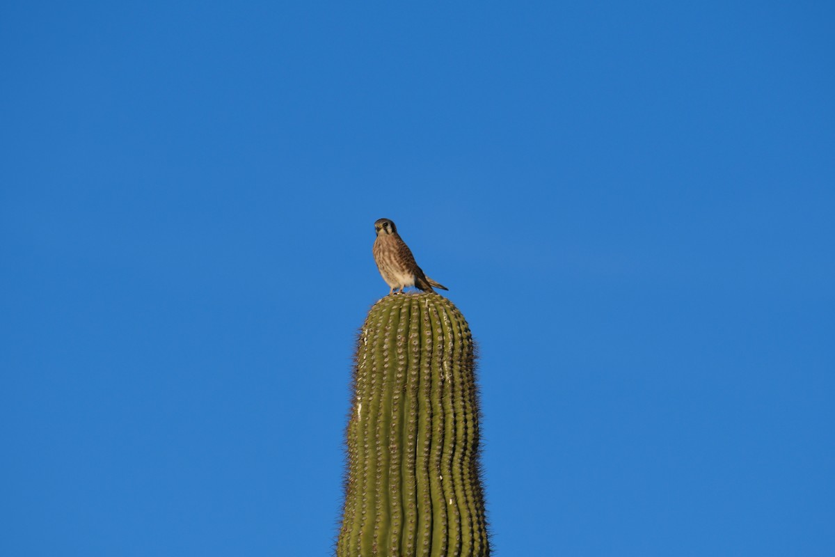 American Kestrel - ML646933811
