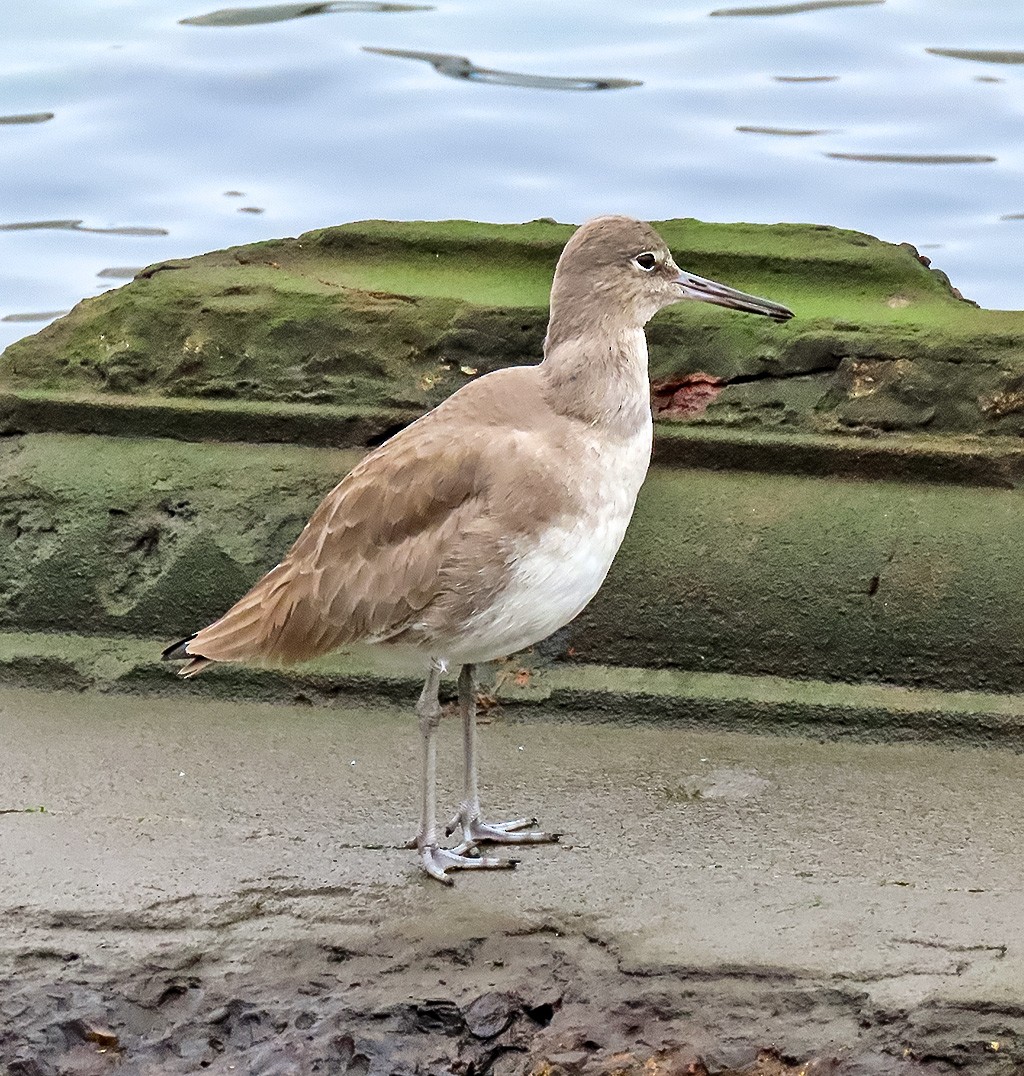 Schlammtreter - ML646933812