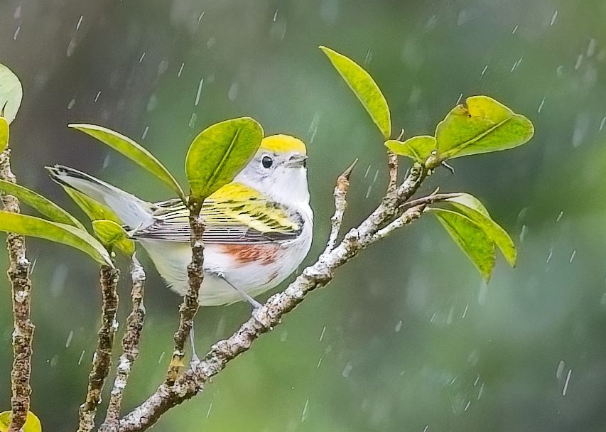 Paruline à flancs marron - ML646933813