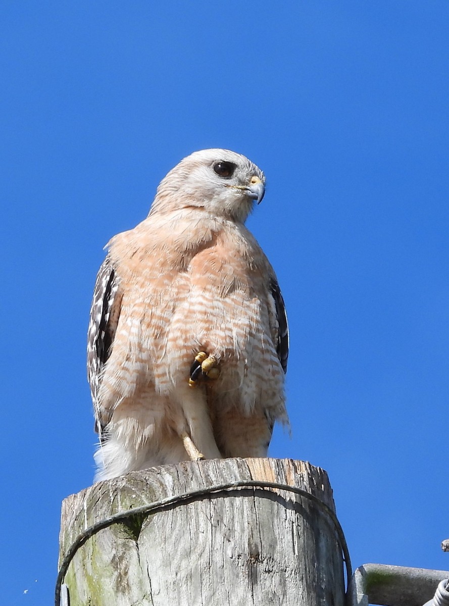 rødvingevåk - ML646933814