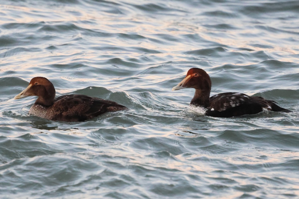 ærfugl - ML646933815