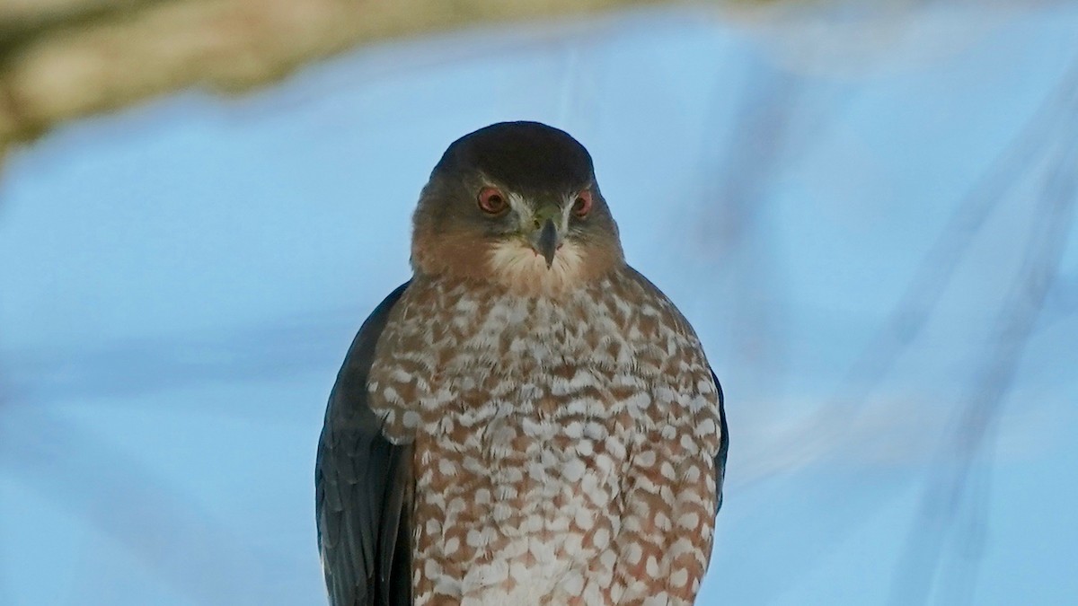 クーパーハイタカ - ML646933817