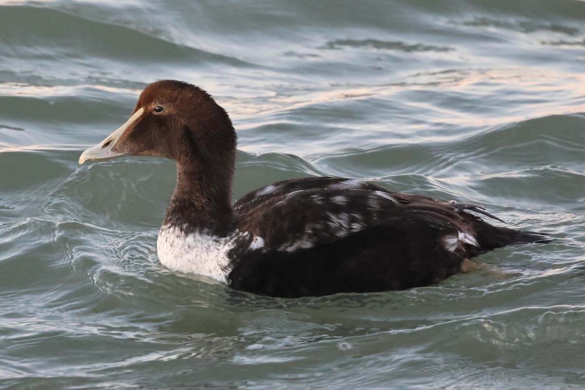 ærfugl - ML646933818