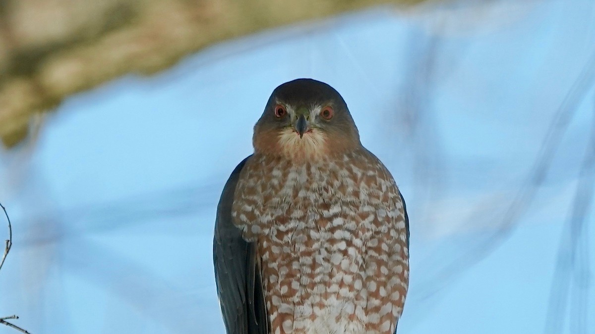 クーパーハイタカ - ML646933822