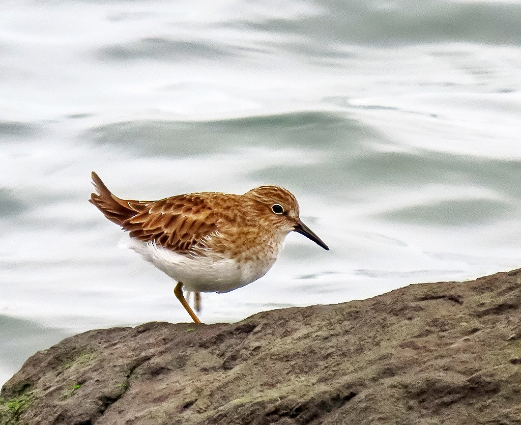 Wiesenstrandläufer - ML646933831