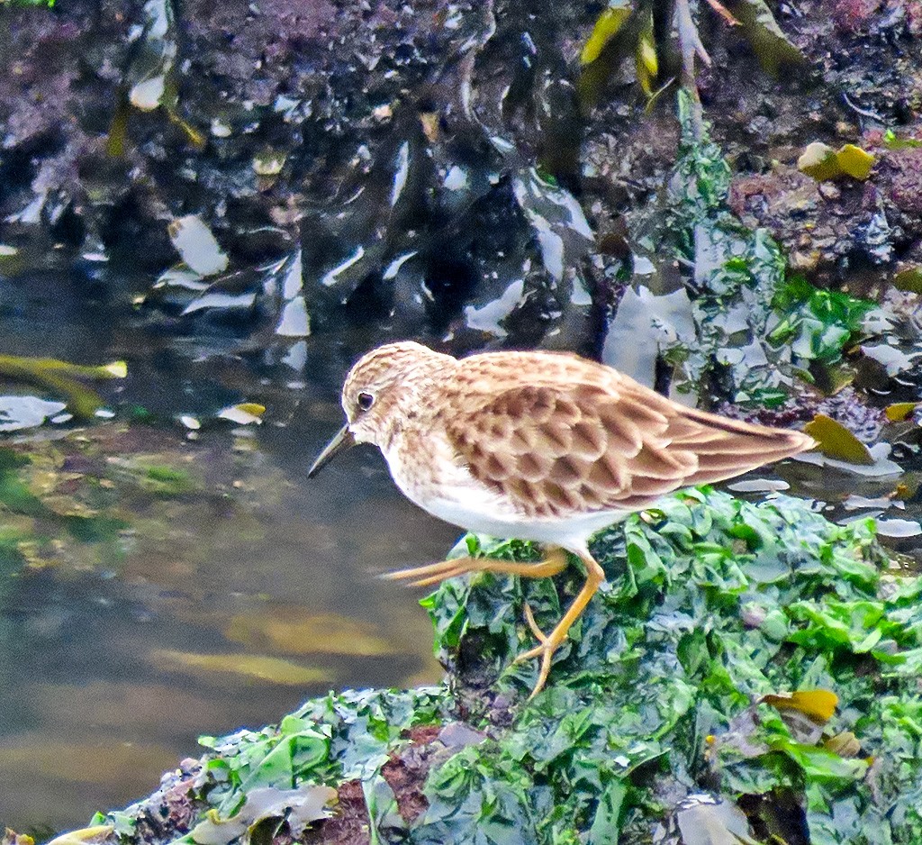 Wiesenstrandläufer - ML646933832
