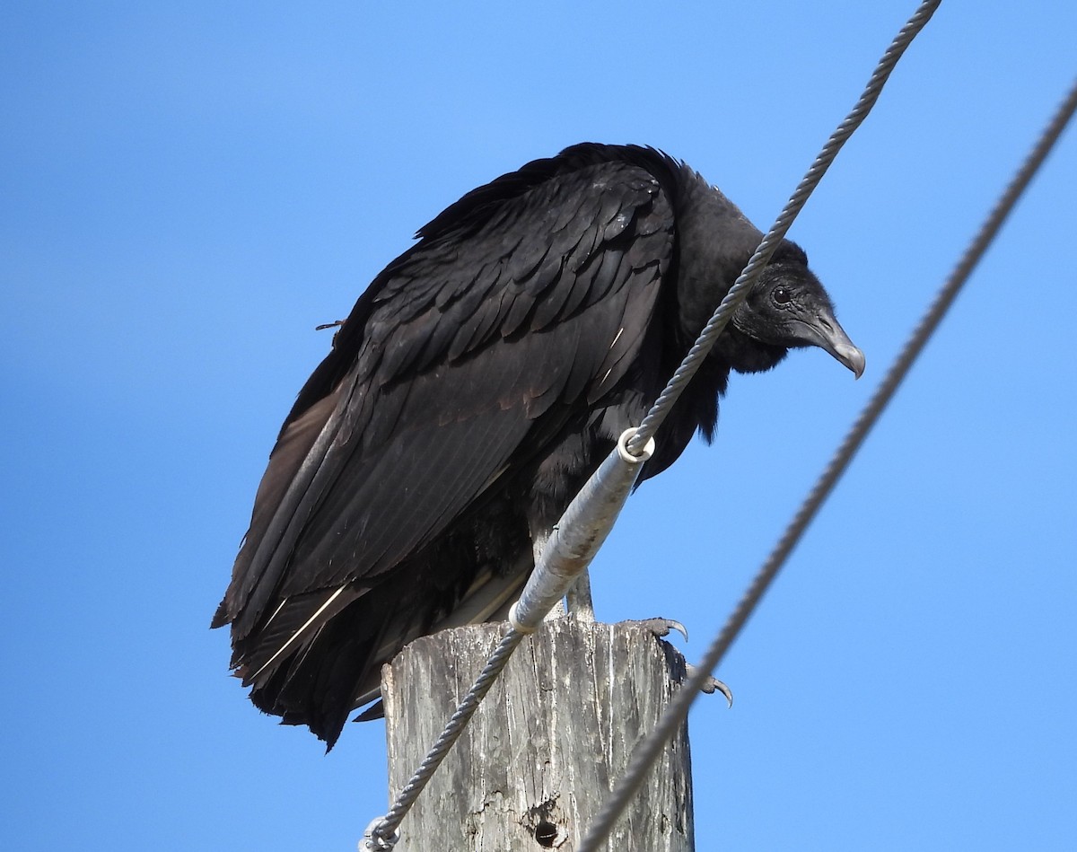 svartkondor - ML646933833