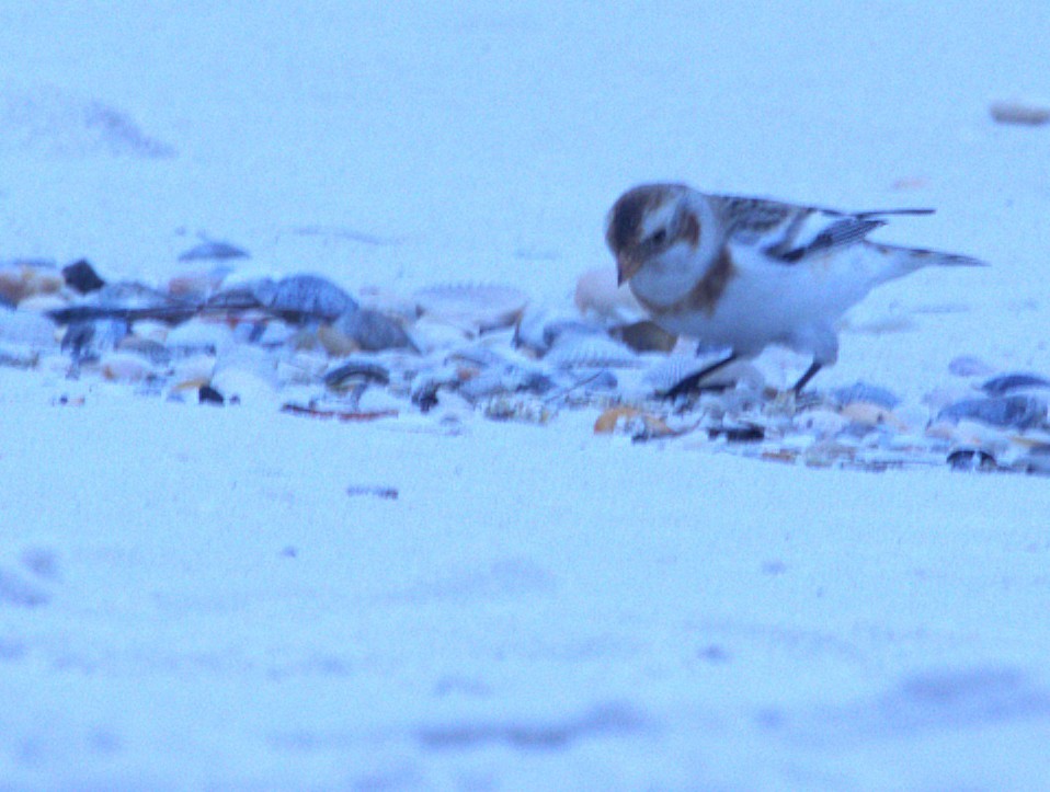 sněhule severní - ML646933834