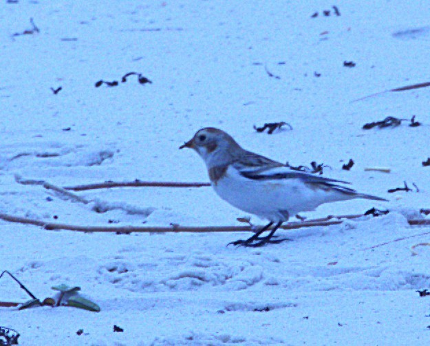 sněhule severní - ML646933835