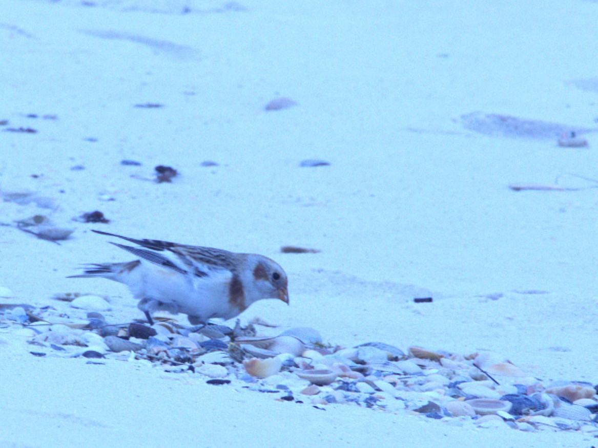 sněhule severní - ML646933836