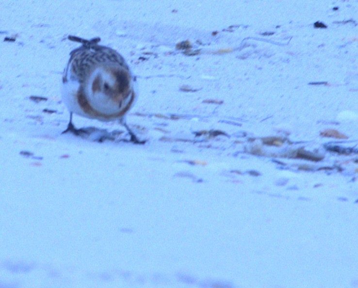 sněhule severní - ML646933837