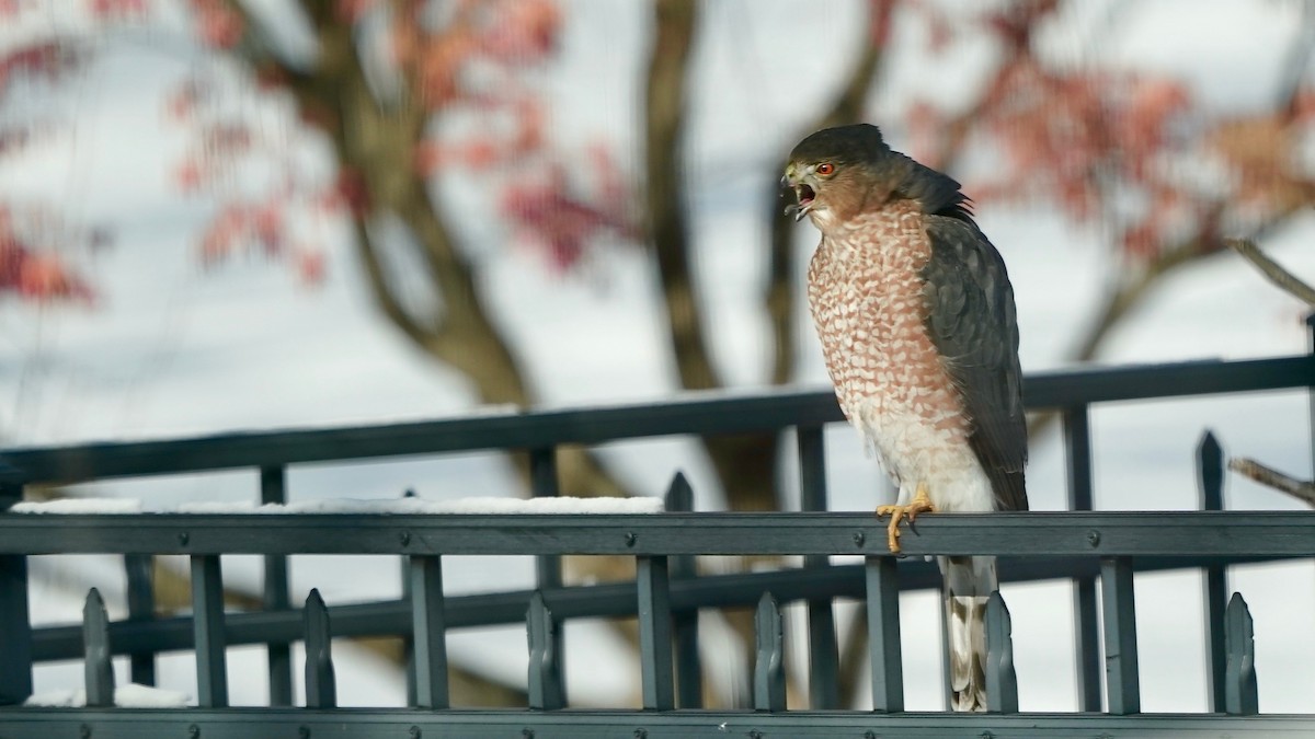 クーパーハイタカ - ML646933839