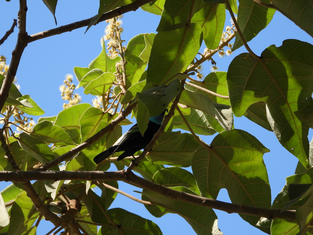 Танагра блакитношия - ML646933841