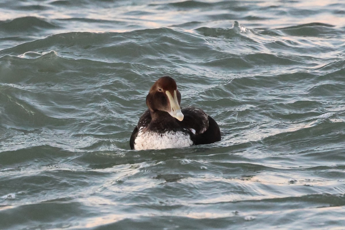 ærfugl - ML646933843