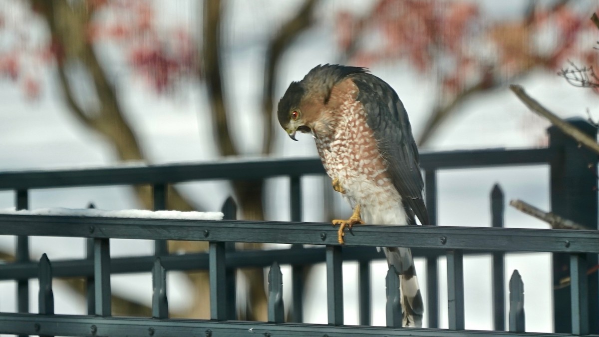 クーパーハイタカ - ML646933844