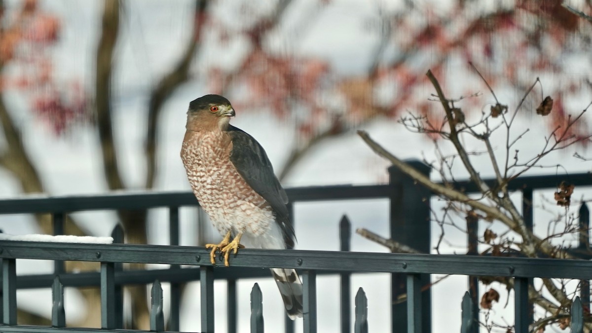 クーパーハイタカ - ML646933846