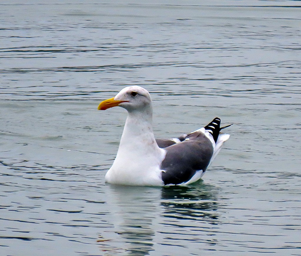 Westmöwe - ML646933851