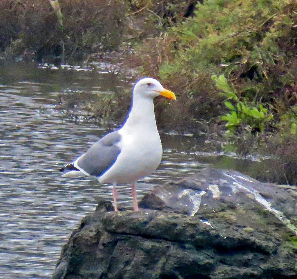 Westmöwe - ML646933852