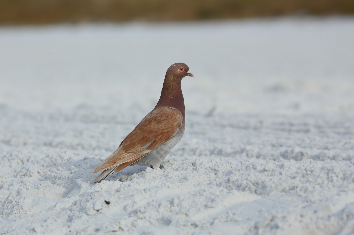 Paloma Bravía (variedad doméstica) - ML646933856